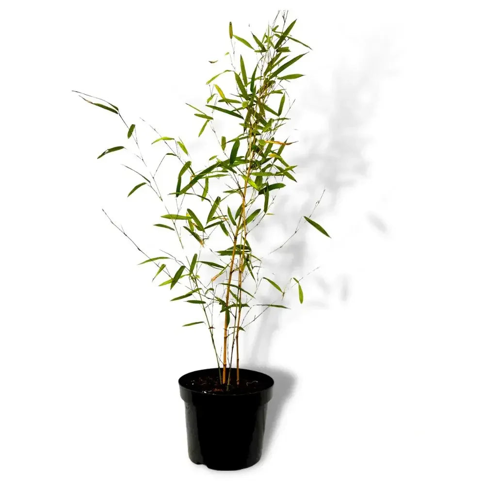 Bambus de Gradina Auriu (Phyllostachys Aureocaulis), tulpini galbene, rezistent la frig, gard viu dens