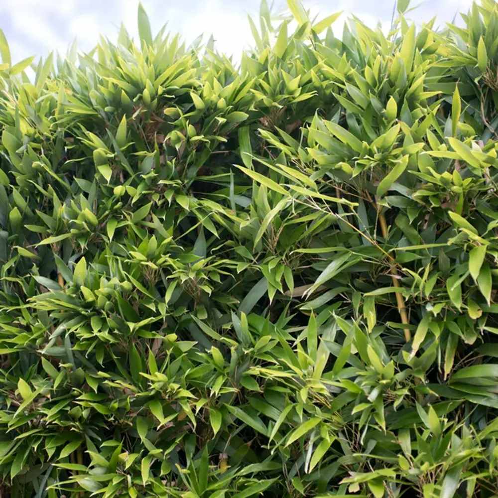 Бамбук Bissetii (Phyllostachys) – бързорастящ вечнозелен бамбук за жив плет и тераси