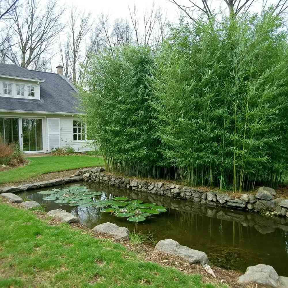 Бамбук Bissetii (Phyllostachys) – бързорастящ вечнозелен бамбук за жив плет и тераси