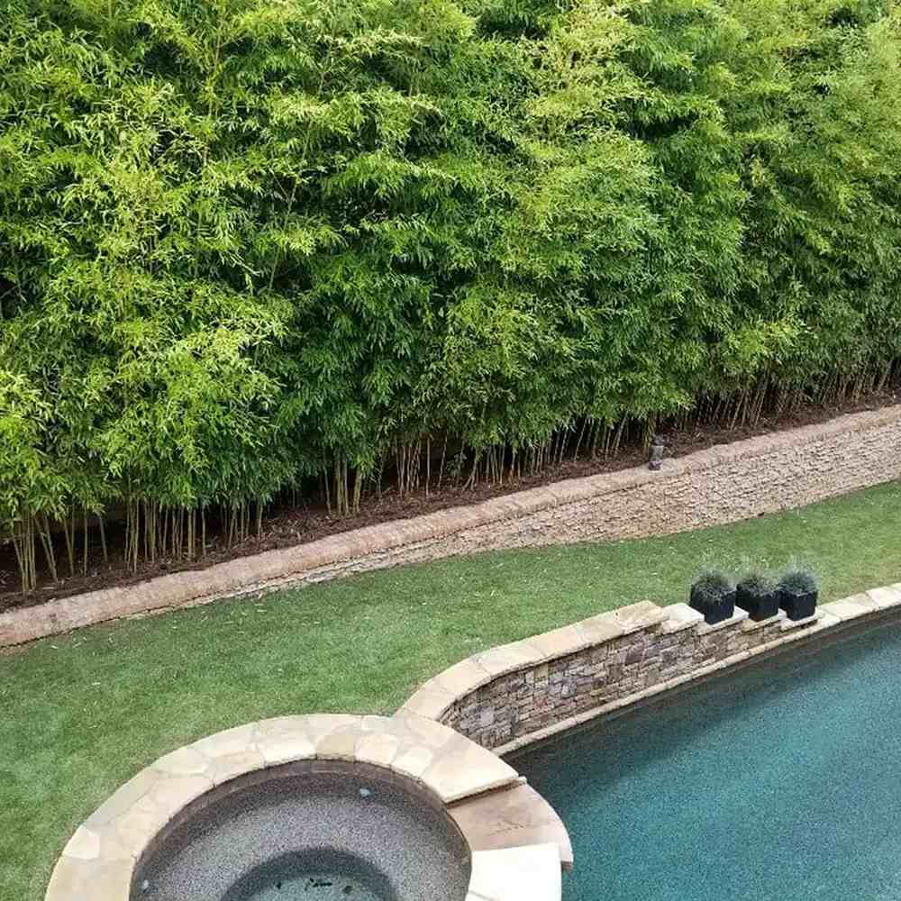 Градински гигантски бамбук (Phyllostachys) Henon, декоративен, студоустойчив, бързорастящ