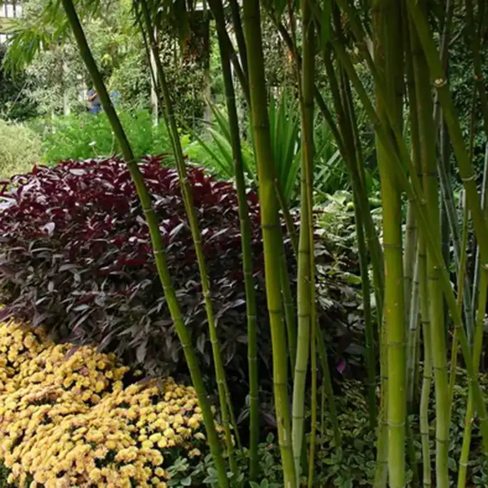 Градински гигантски бамбук (Phyllostachys) Henon, декоративен, студоустойчив, бързорастящ