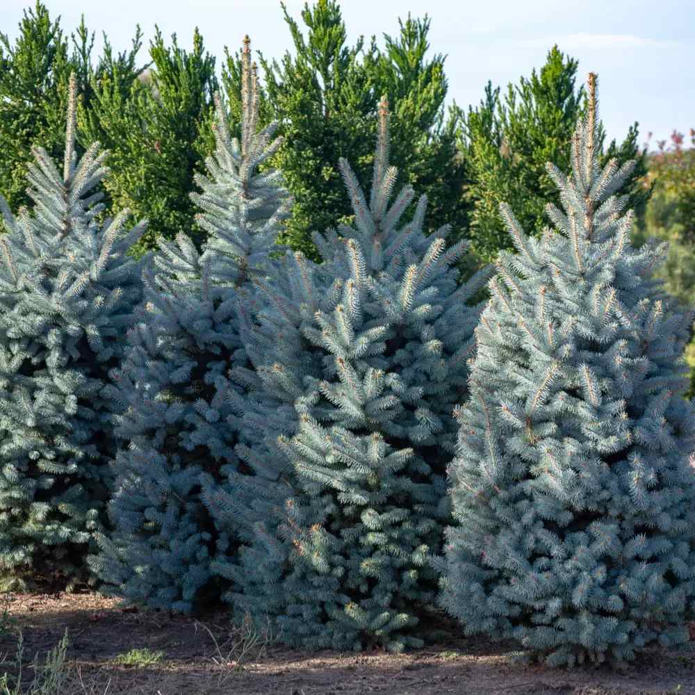 Син смърч (Picea pungens Glauca), със сини иглички, декоративен, вечнозелен, студоустойчив до -30°C