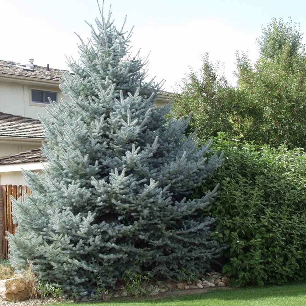 Син смърч (Picea pungens Glauca), със сини иглички, декоративен, вечнозелен, студоустойчив до -30°C