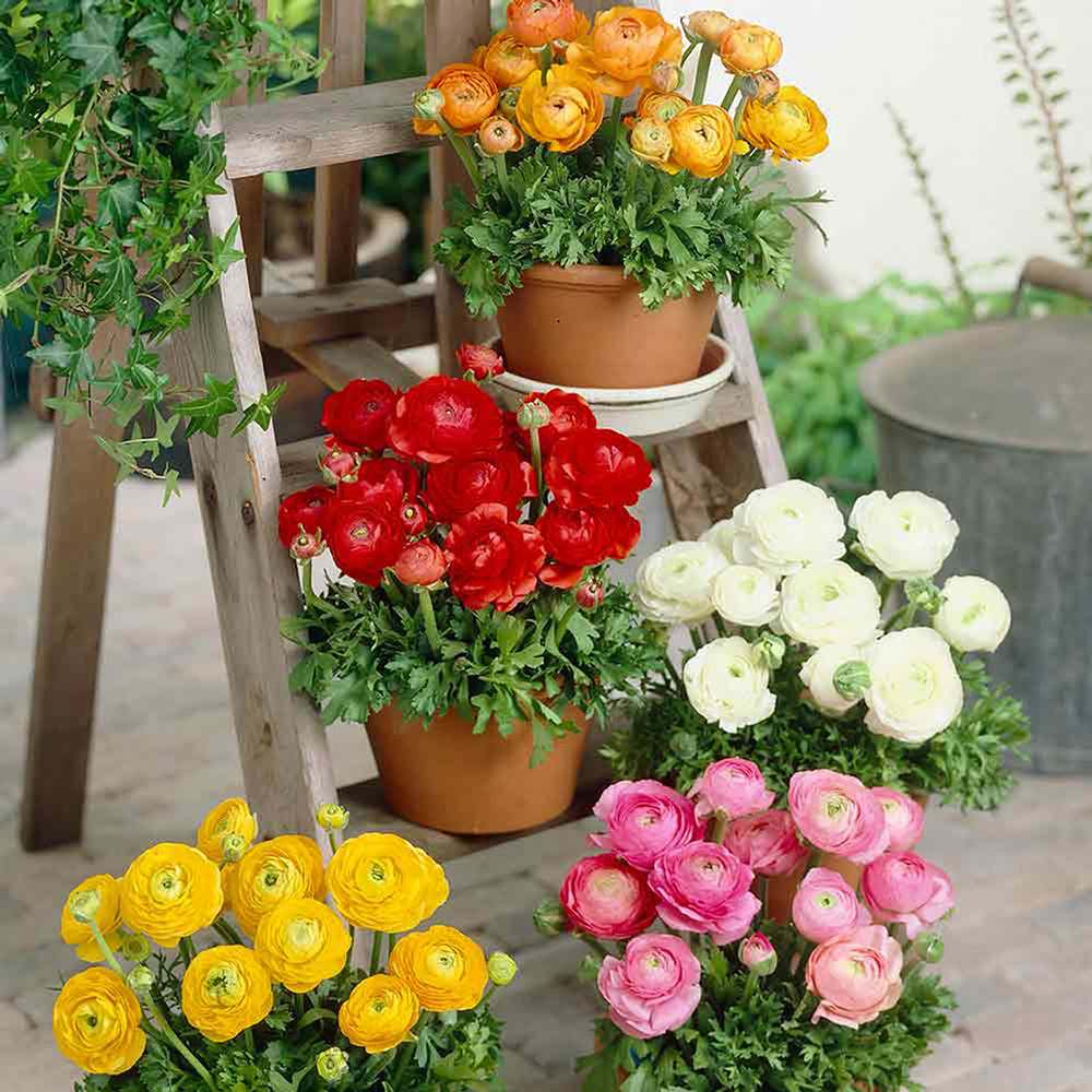 Piciorul Cocosului (Ranunculus) alb - 3 bulbi per ghiveci