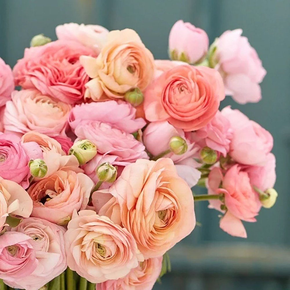 Piciorul Cocosului (Ranunculus) alb cu roz - 3 bulbi per ghiveci