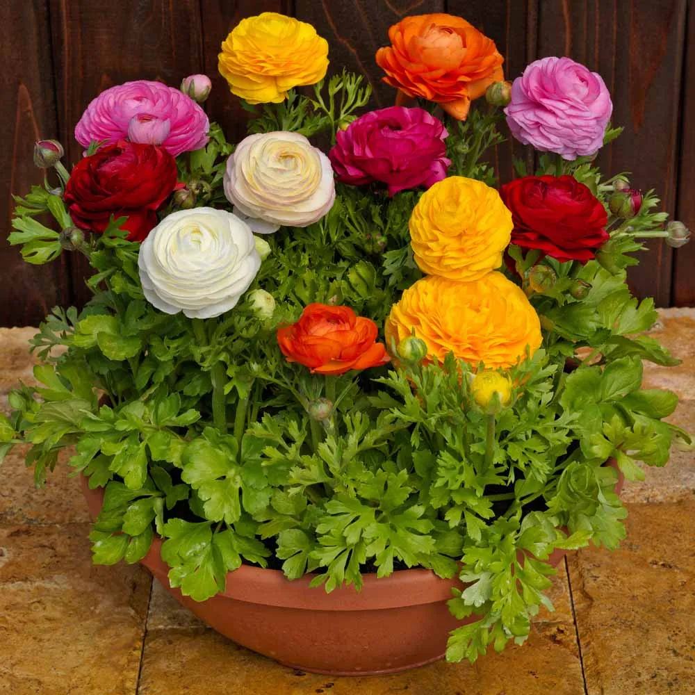 Piciorul Cocosului (Ranunculus) rosu - 3 bulbi per ghiveci