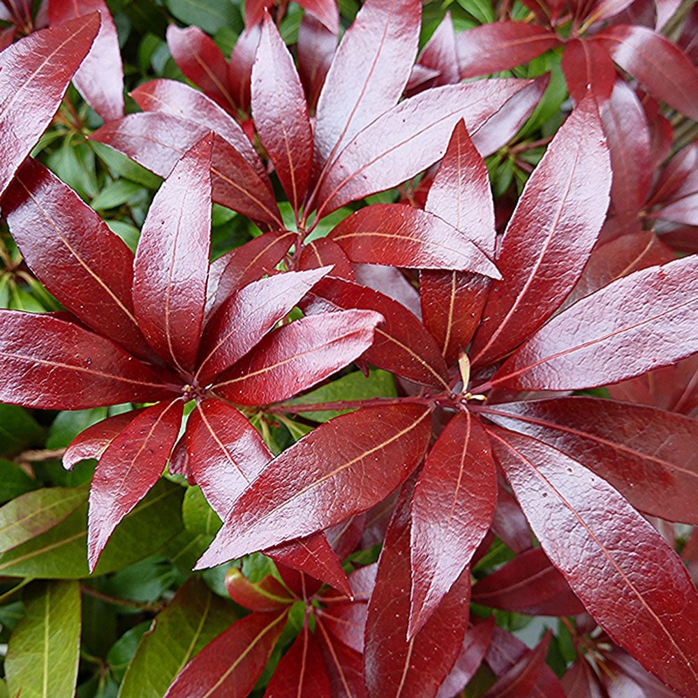 Pieris Japonez Katsura, cu frunze rosii-inchis