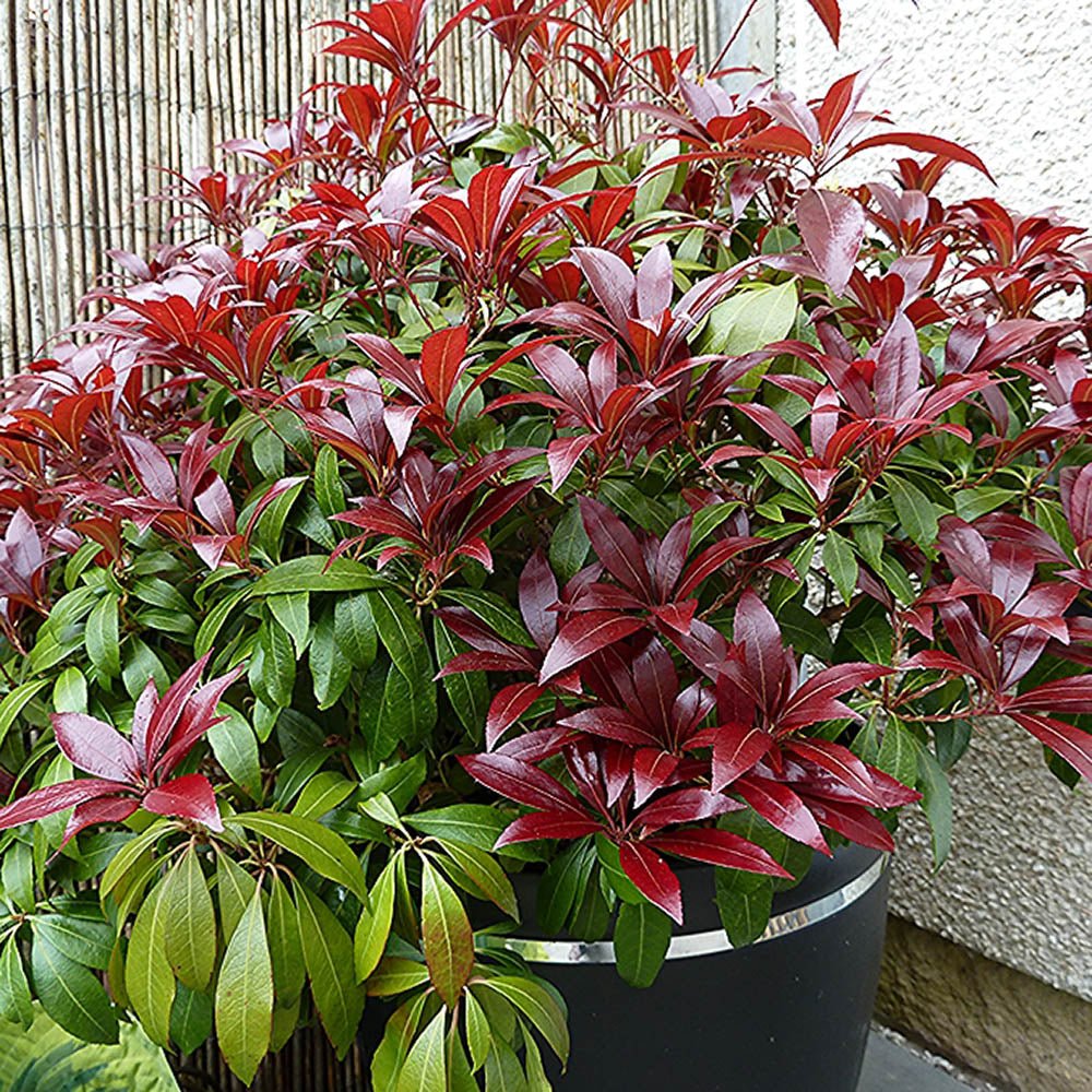 Pieris Japonez Katsura, cu frunze rosii-inchis