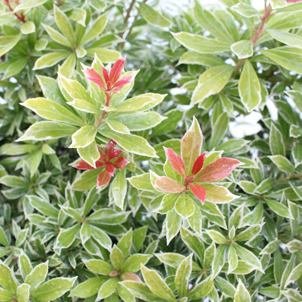Pieris Little Goldy, cu frunze aurii