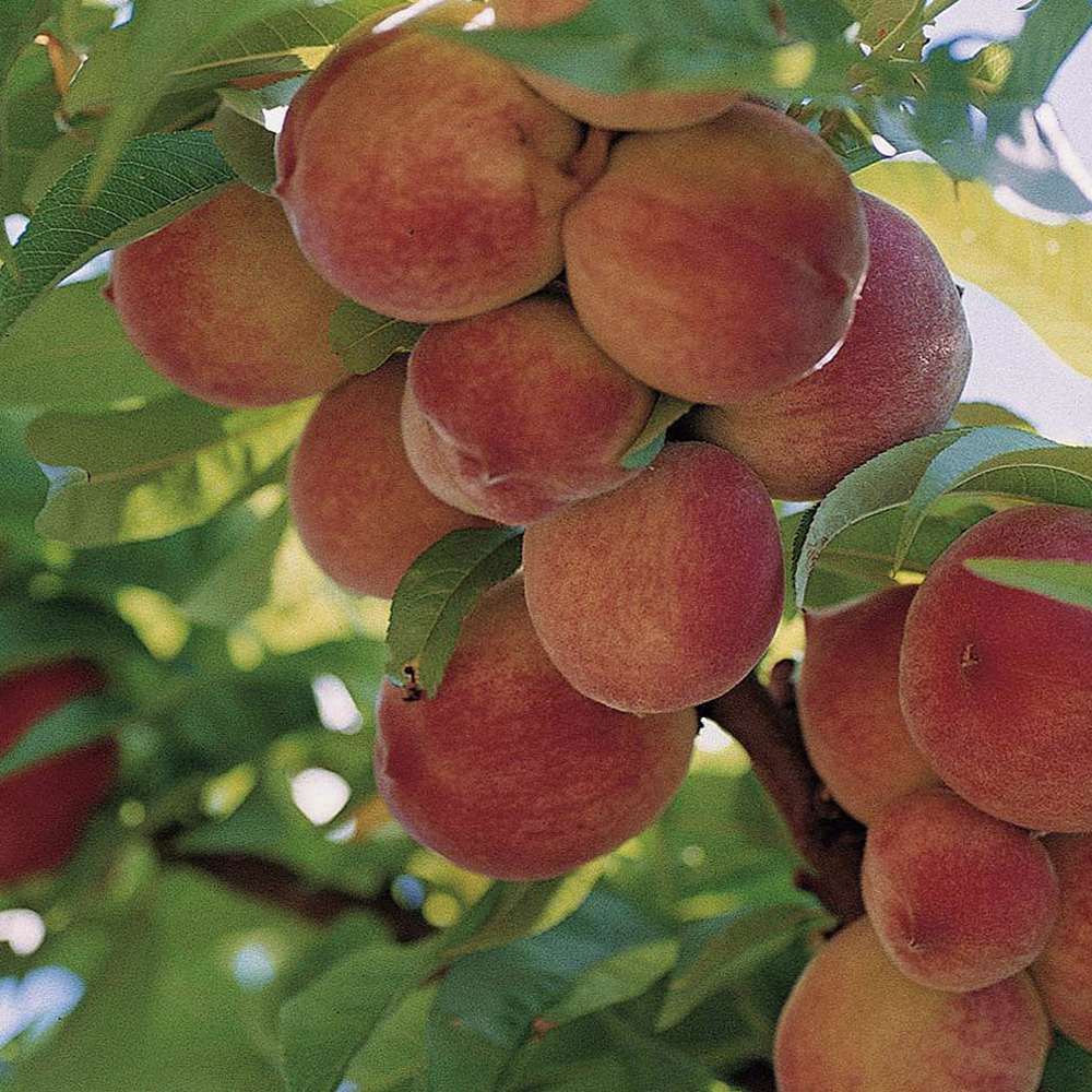 Piersic (Prunus persica), cu fructe dulci galbene