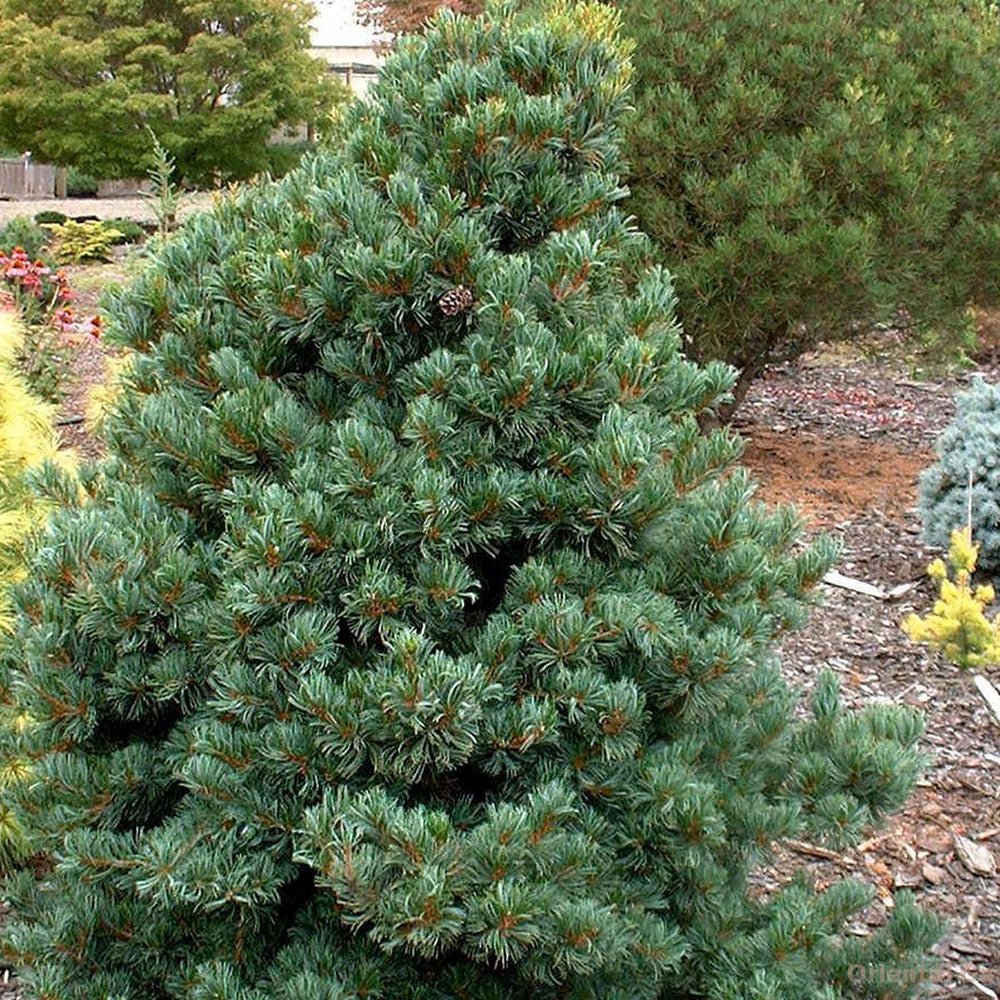 Pin alb japonez Pinus parviflora Negishi, cu ace albastre-verzi