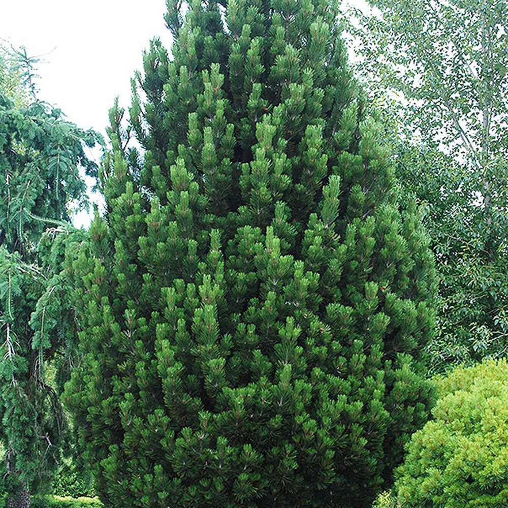 Pin Bosniac Piramidal (Pinus Heldreichii) Compact Gem, cu ace verzi-inchis