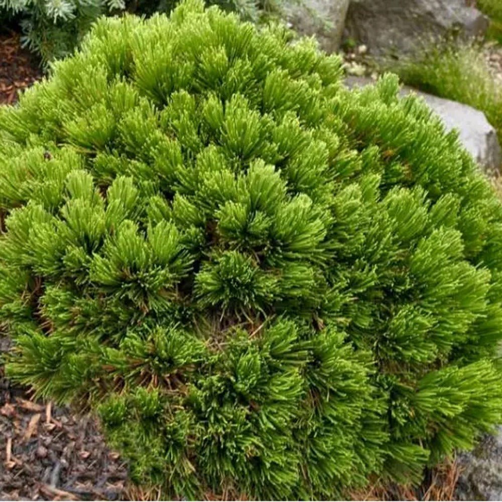 Pin Bosniac Pitic (Pinus heldreichii) Smidtii, cu ace verzi-deschis