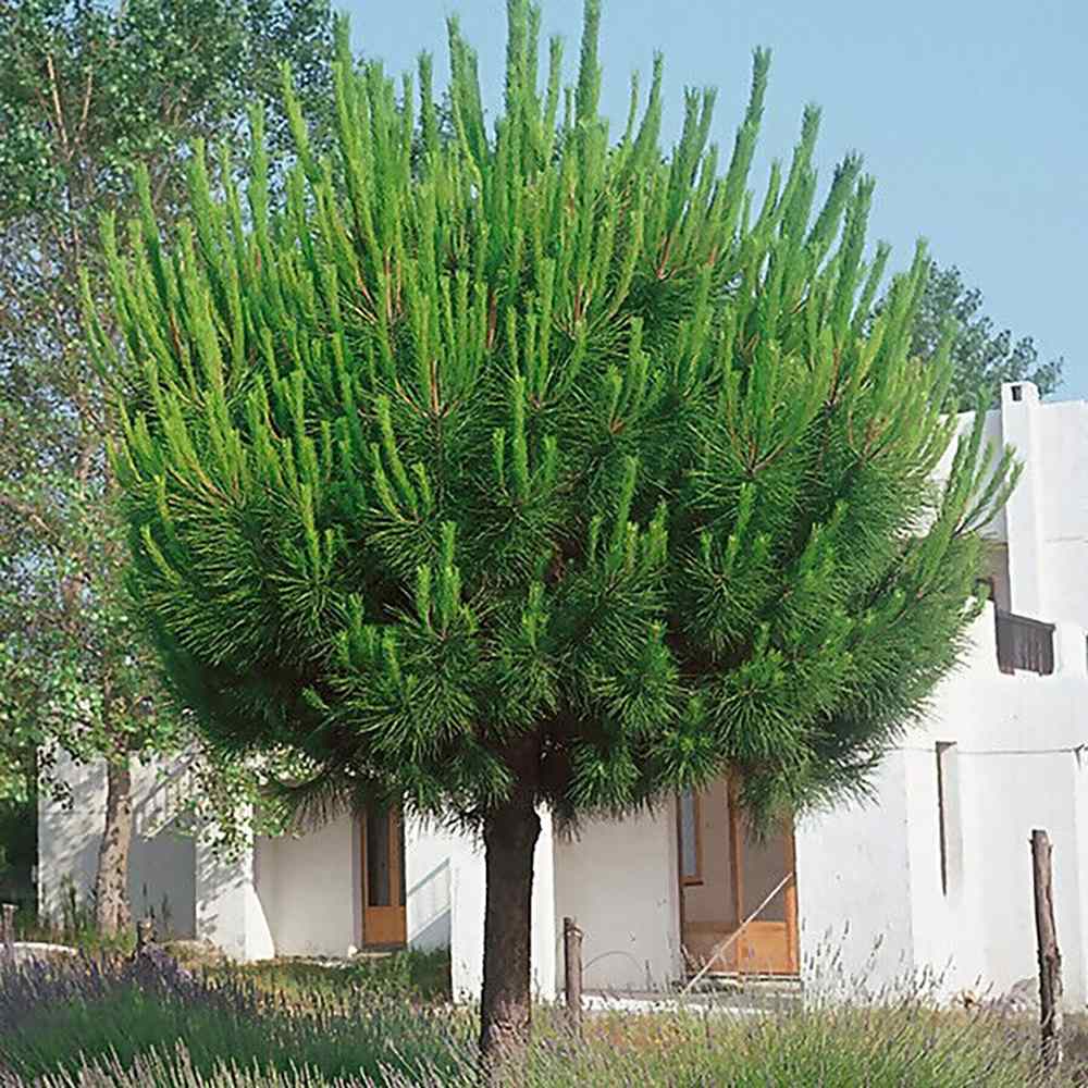 Pin Clasic Gresesc (Pinus Pinea), coroana in forma de umbrela