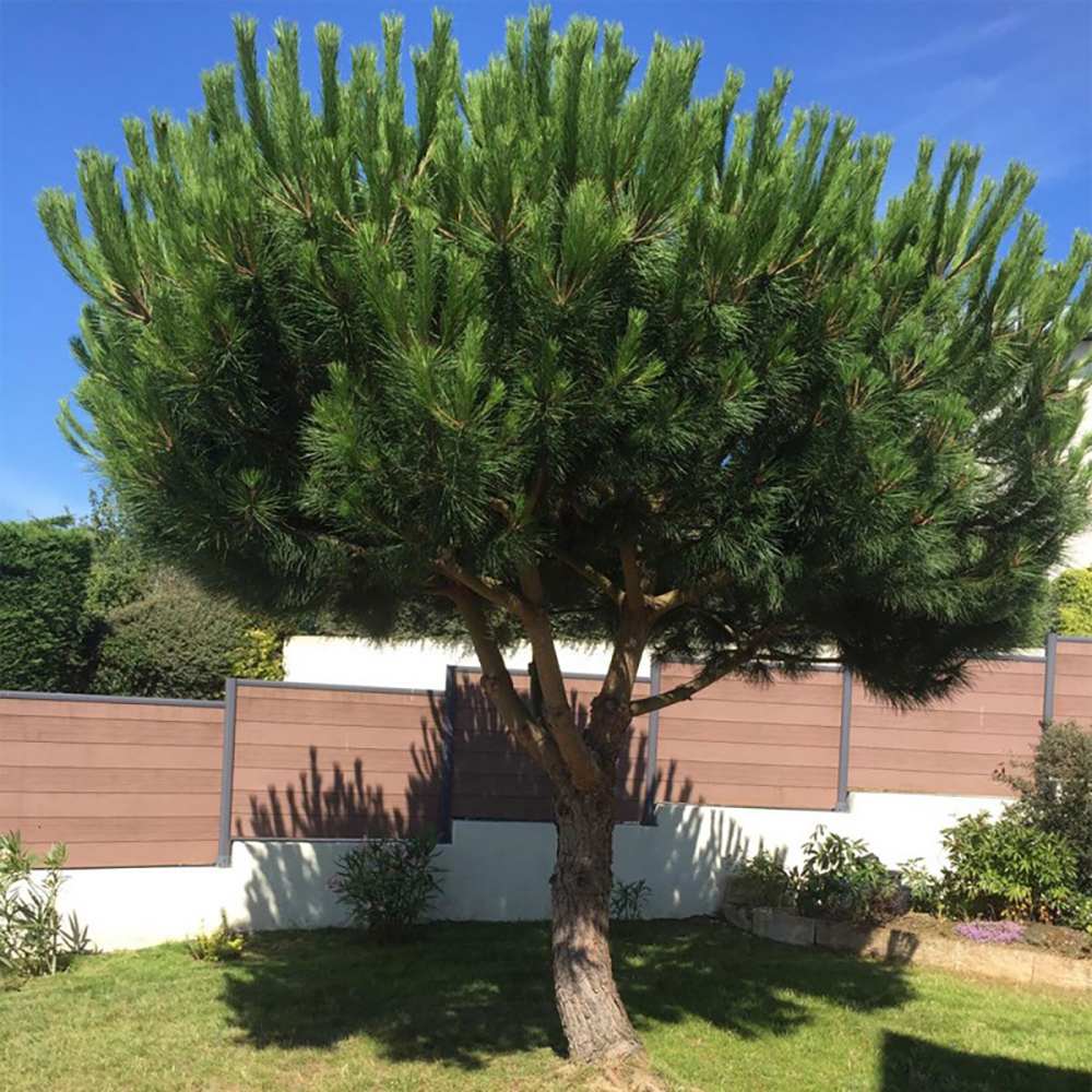 Pin Clasic Gresesc (Pinus Pinea), coroana in forma de umbrela