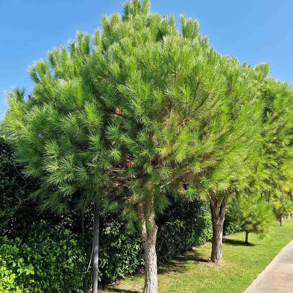Pin Clasic Gresesc (Pinus Pinea), coroana in forma de umbrela
