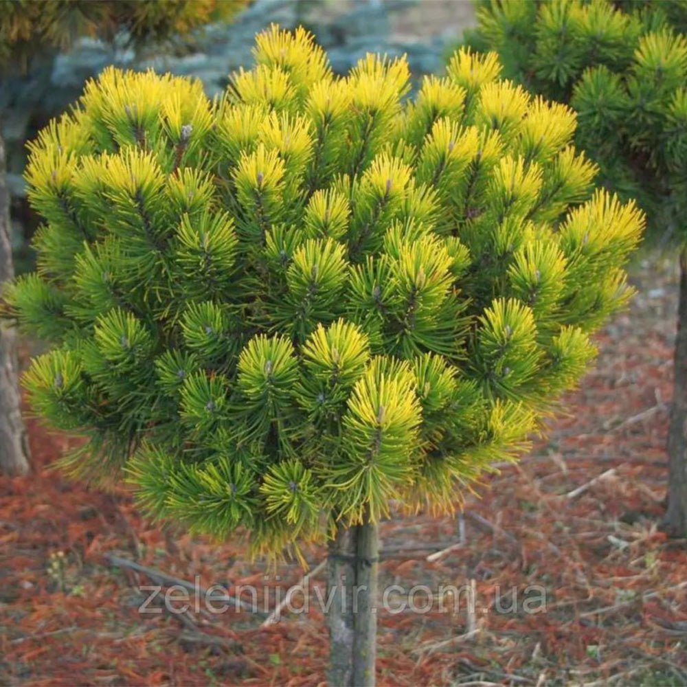 Pin de Munte auriu (Jneapan) Winter Gold - Tip copac