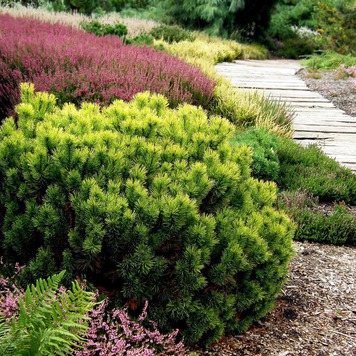 Pin de Munte (Jneapan) Carstens Wintergold