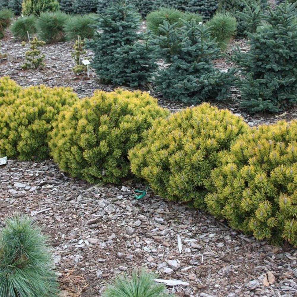 Pin de Munte (Jneapan) Ophir, cu ace aurii