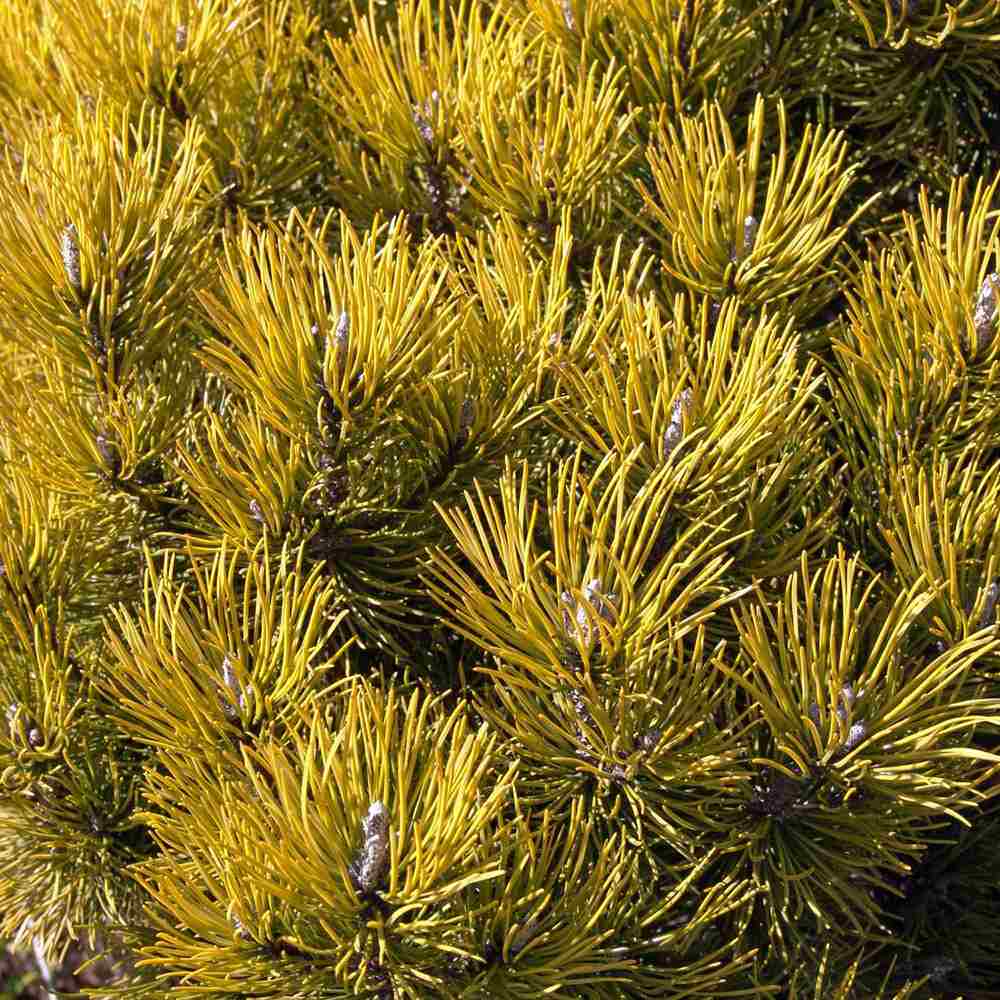 Pin de Munte (Jneapan) Ophir, cu ace aurii