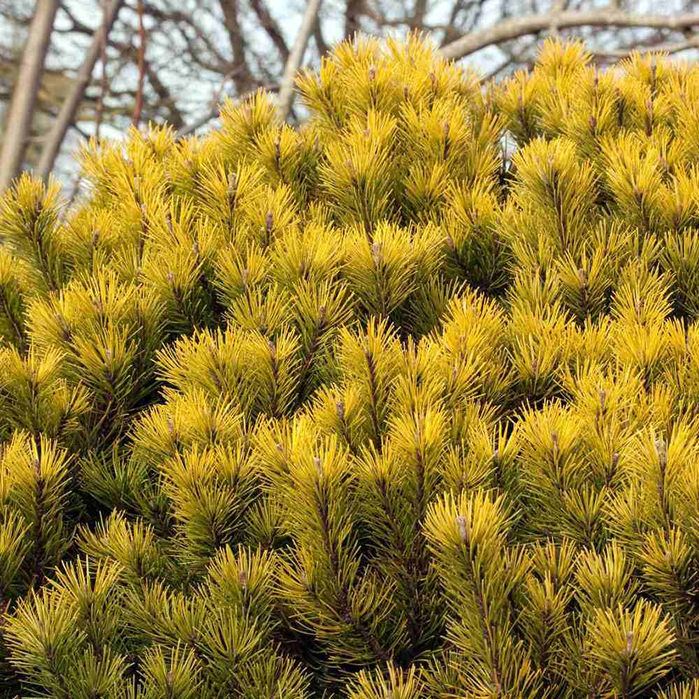 Pin de Munte (Jneapan) Ophir, cu ace aurii