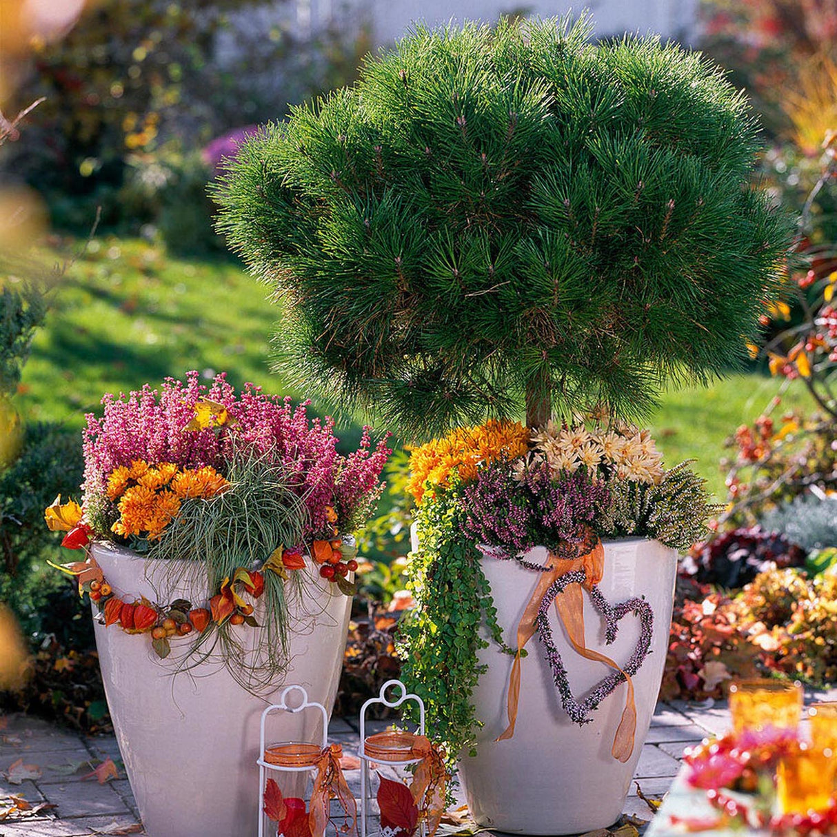 Pin de Munte (Jneapan) Winter Gold, cu ace galbene-auriu