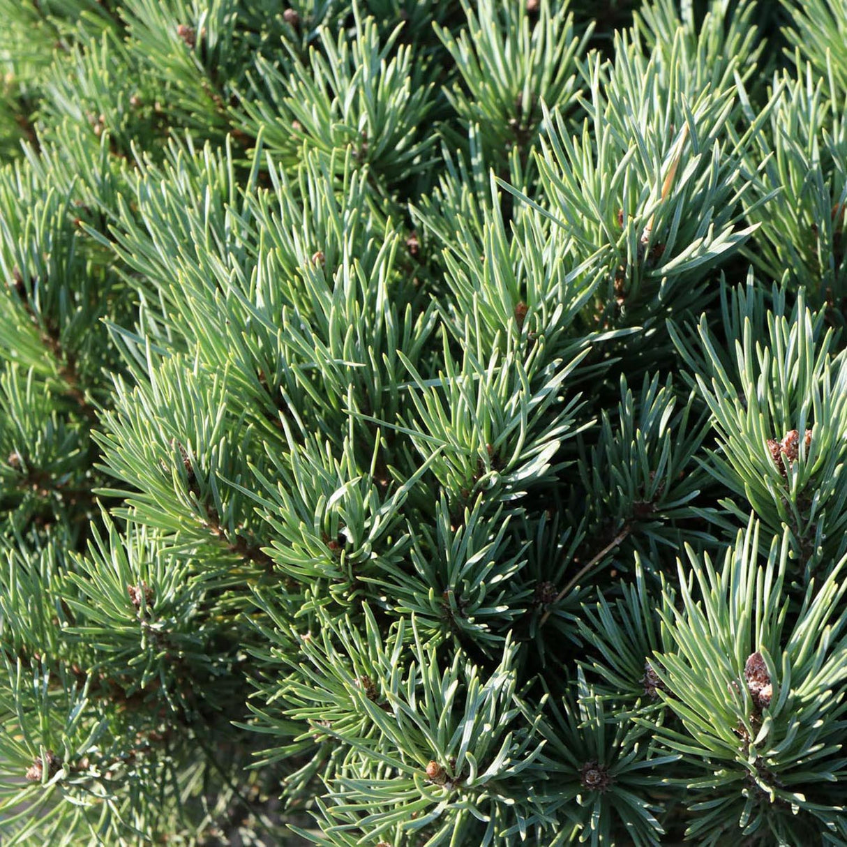 Горски бор Watereri (Pinus Sylvestris Watereri), с формата на чадър