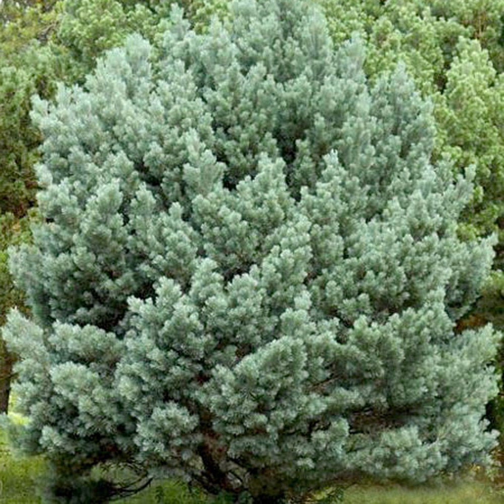 Pin de Padure Watereri Tip Tufa (Pinus Sylvestris Watereri), cu ace verzi-albastrui si forma sferica
