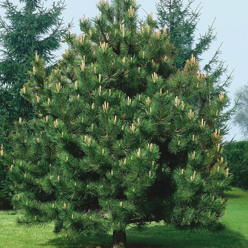 Pin austriac negru (Pinus nigra nigra), cu ace verzi