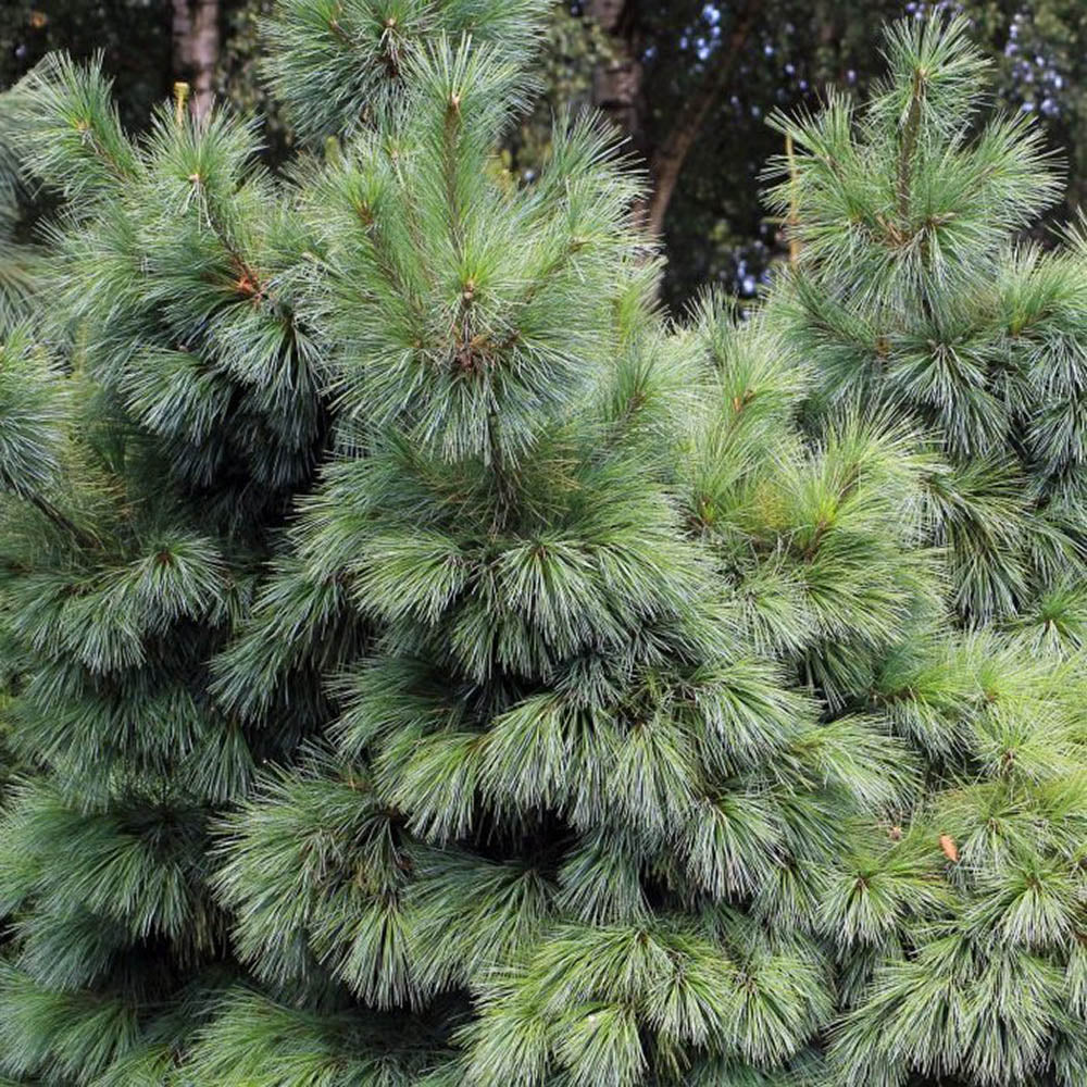 Pin Pitic verde-argintiu Schwerinii Wiethorst, cu ace lungi verzi-argintiu