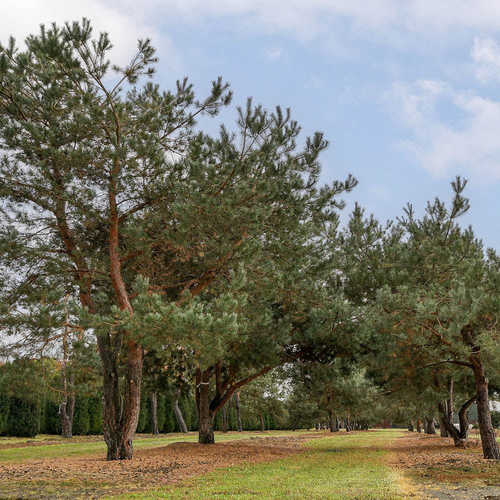 Pin Scotian de Padure (Pinus Sylvestris)