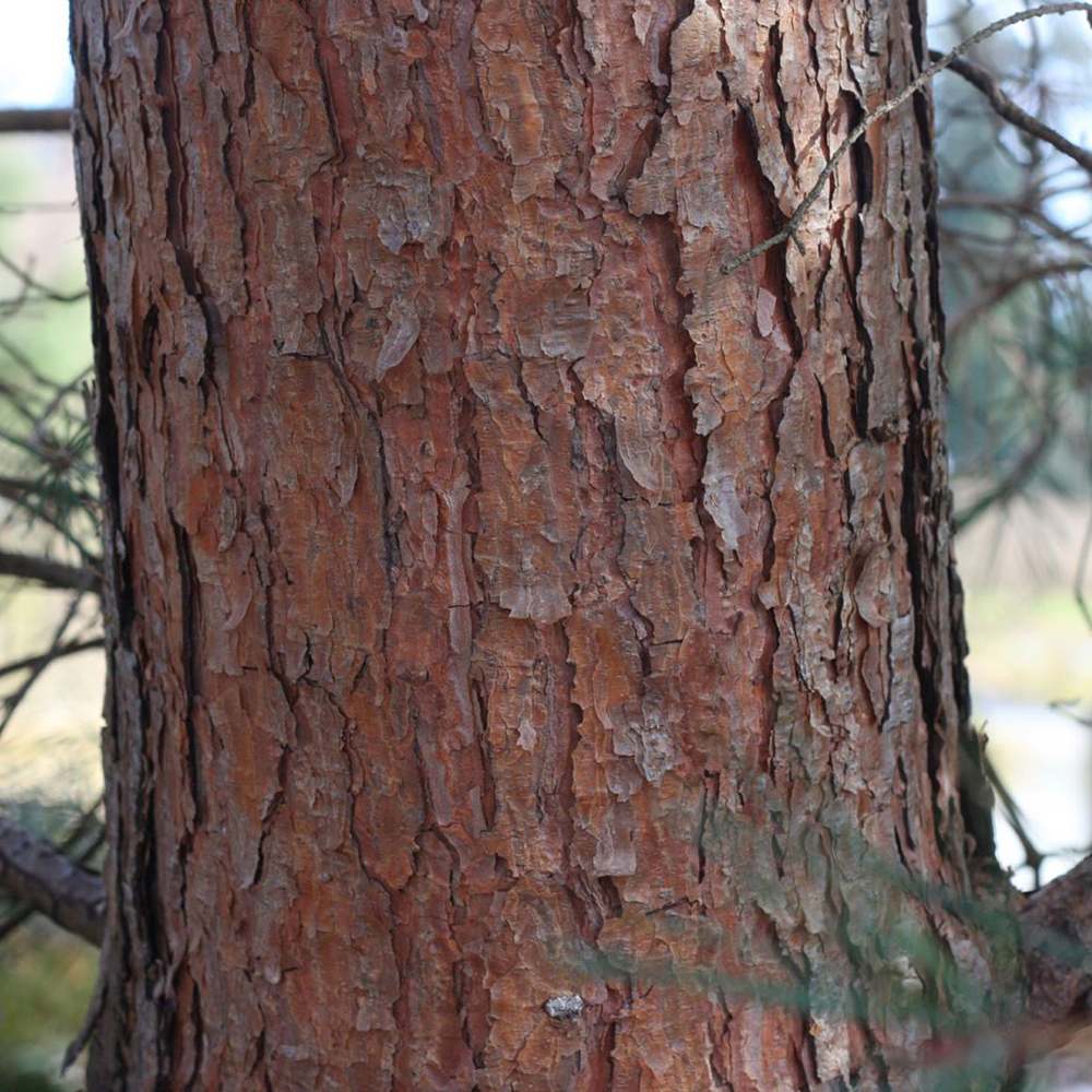 Pin Scotian de Padure (Pinus Sylvestris)