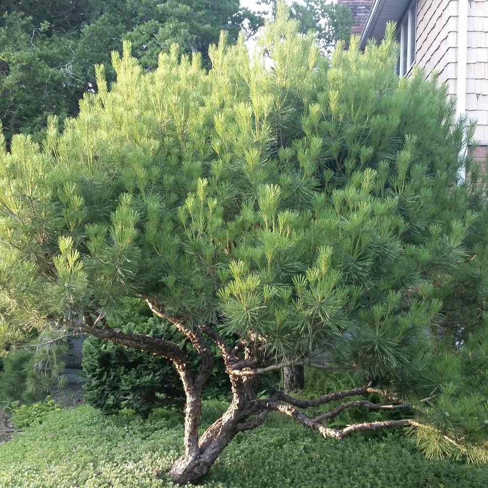 Pinus densiflora umbraculifera, cu coroana de umbrela