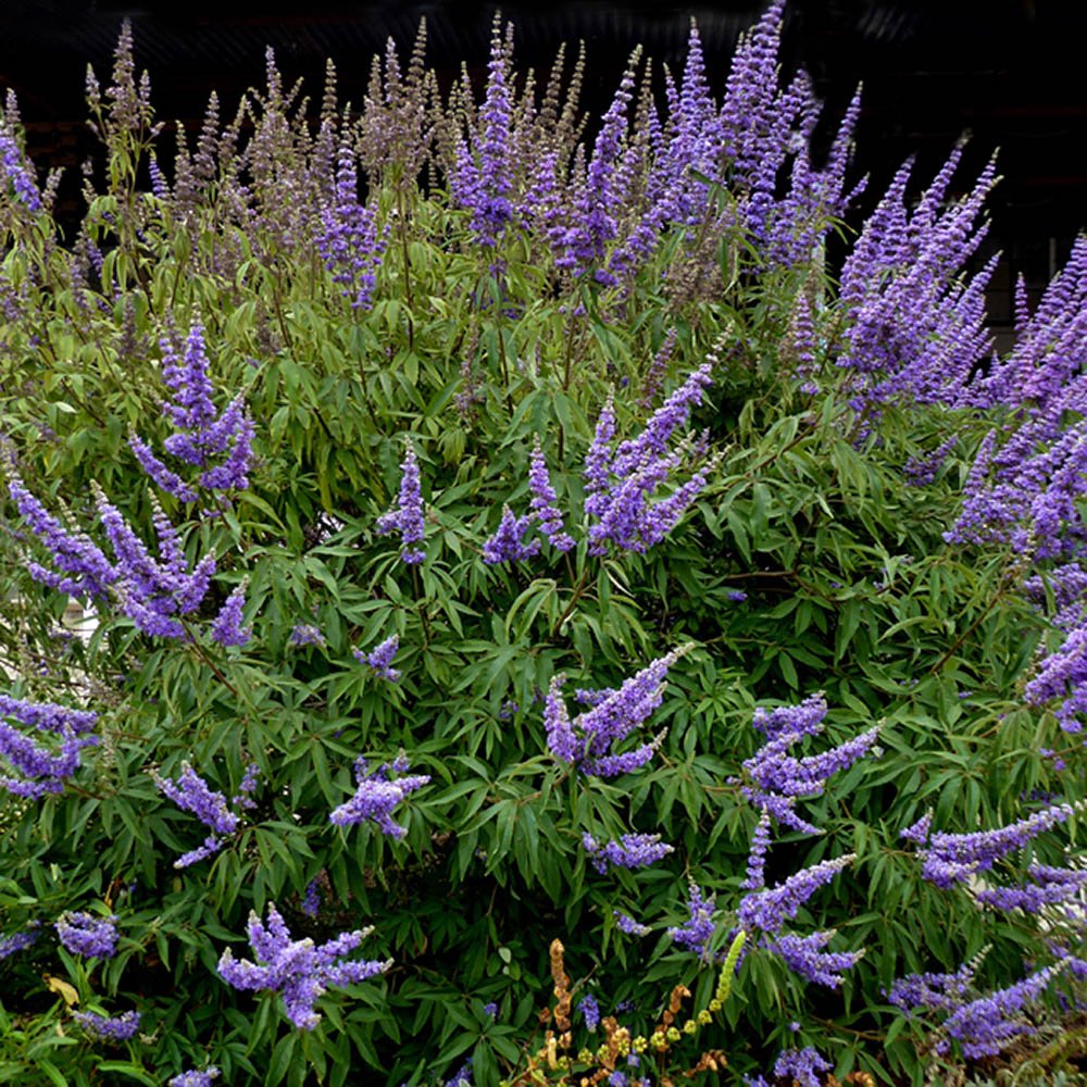 Piperul-Calugarului (Vitex Agnus Castus), cu flori mov