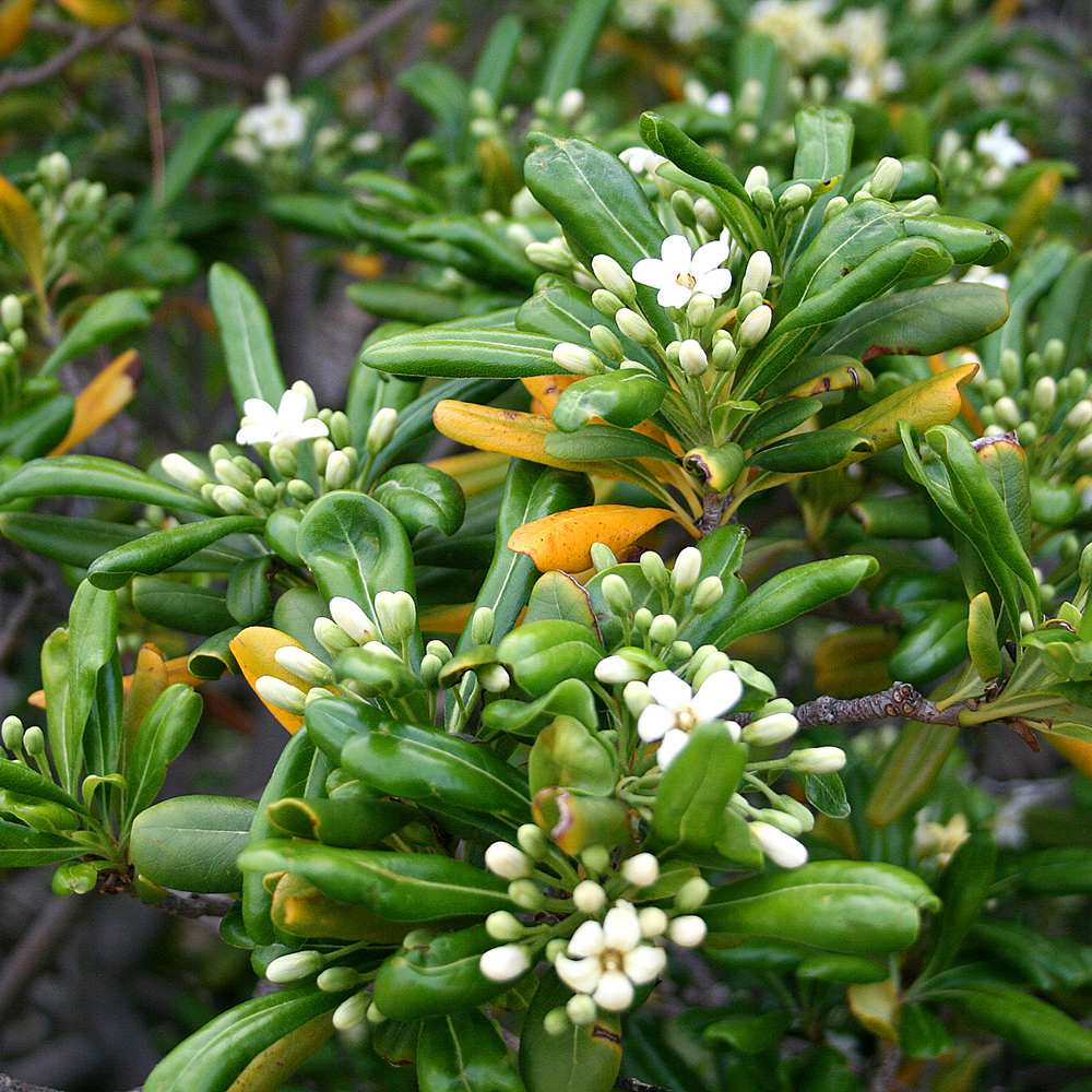 Pittosporum japonez tobira, cu flori albe-galben foarte parfumat