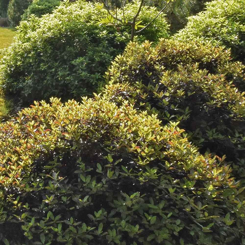 Pittosporum Tom Thumb, cu frunzis purpuriu-inchis