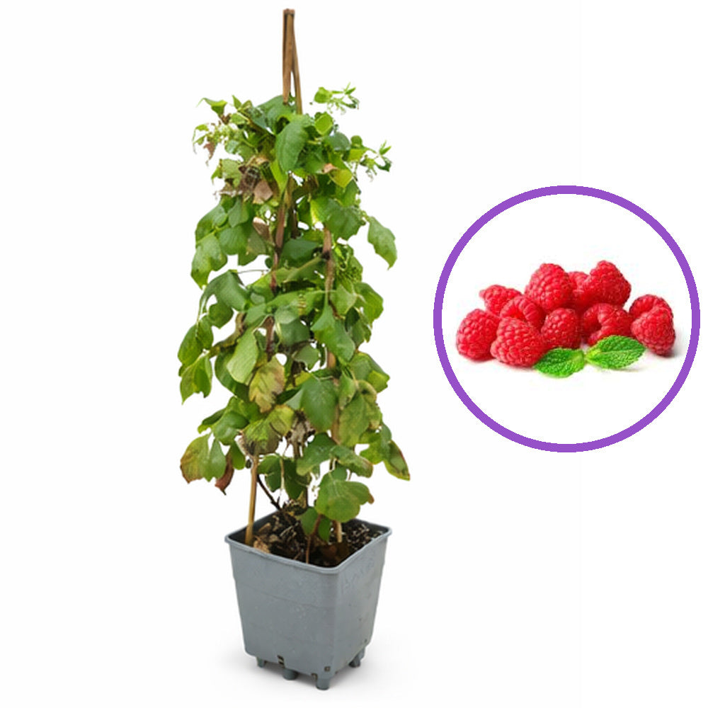 Малина Wonder (Rubus idaeus), продуктивен ремонтантен сорт с едри червени плодове и много висок добив, 3-та година плододаване, височина 160–180 см до края на сезона