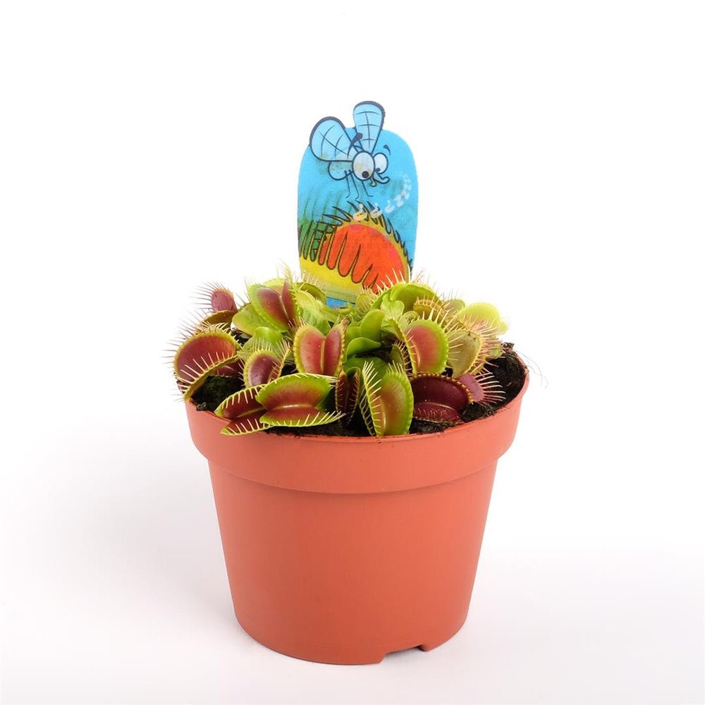 Planta carnivora Capcana lui Venus (Dionaea muscipula) - 20 cm