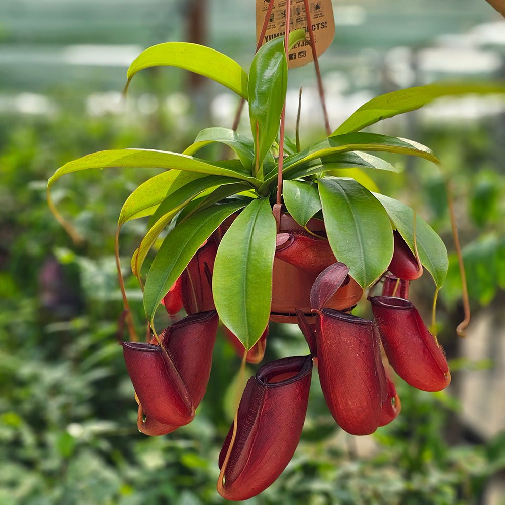 Planta Carnivora (Nepenthes) Alata Monkey Jars- 40 cm
