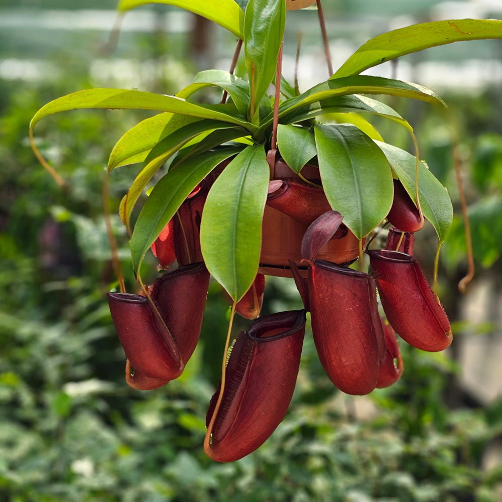 Planta Carnivora (Nepenthes) Alata Monkey Jars- 40 cm