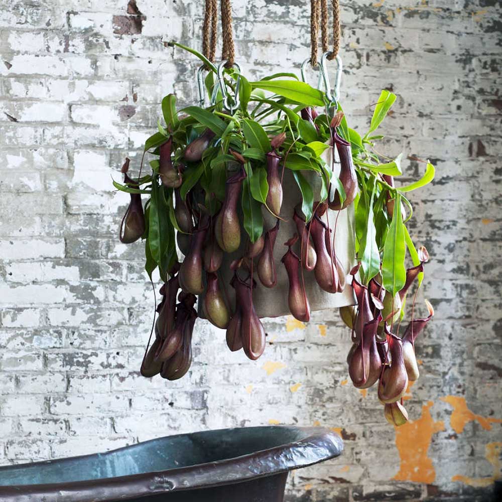 Planta Carnivora (Nepenthes) Alata Monkey Jars- 40 cm