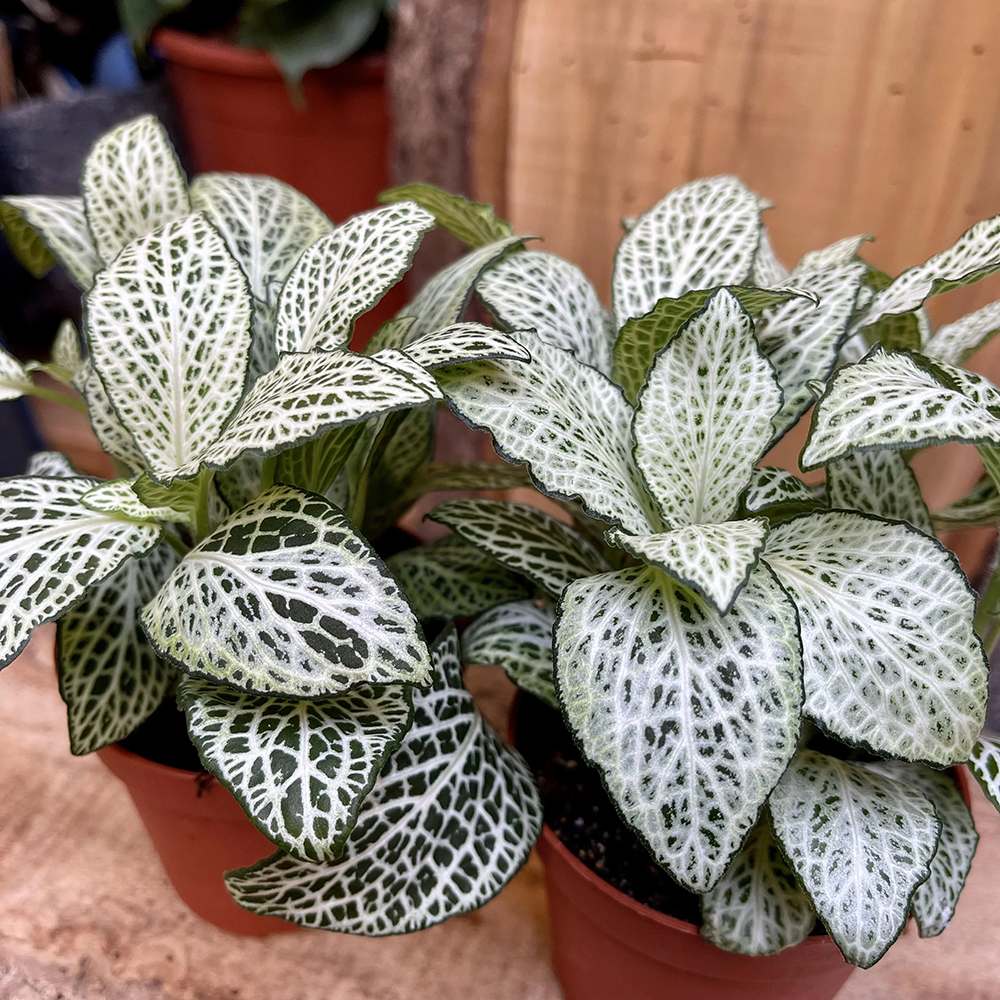 Planta cu Piele de Sarpe Fittonia White Anne, frunze verzi cu nervuri albe