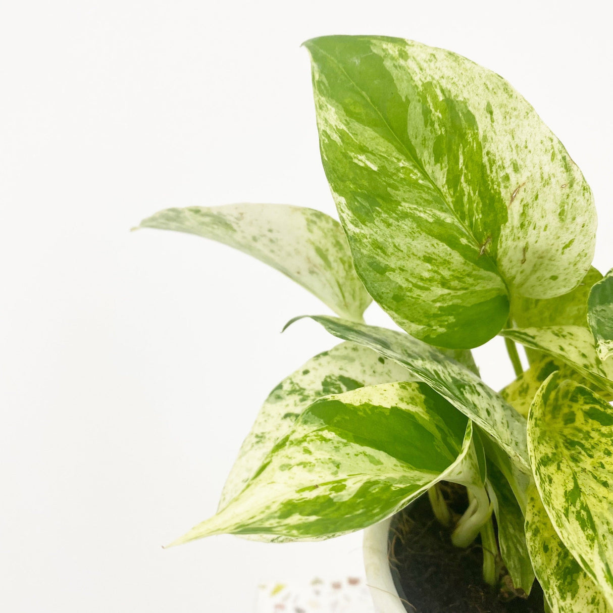 Iedera diavolului Curgatoare (Epipremnum) Marble Queen - 30 cm