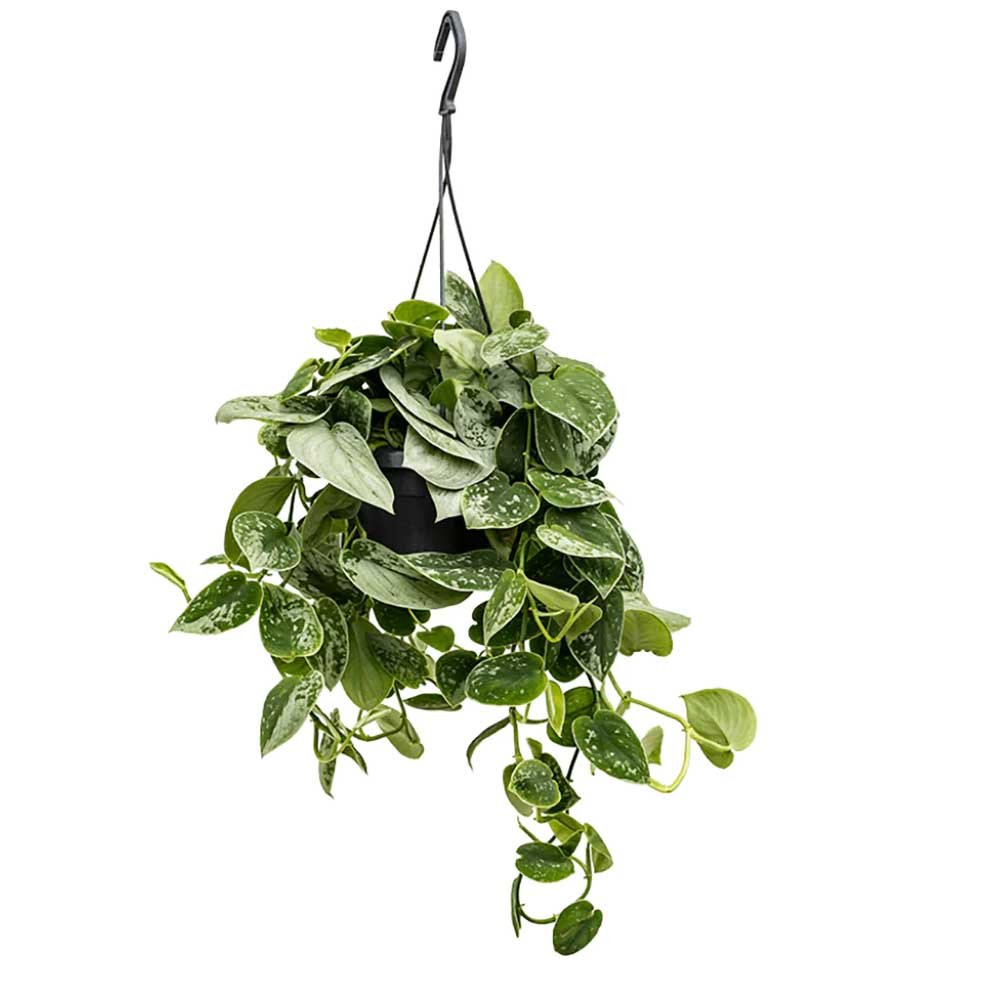 Iedera diavolului Curgatoare Epipremnum Silvery Ann - 40 cm