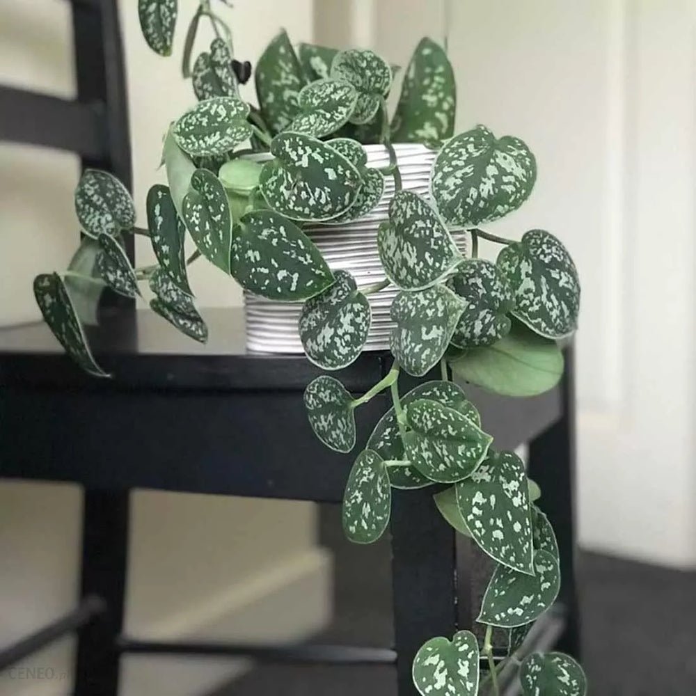 Planta Curgatoare (Scindapsus) Pictus Trebie - 50 cm