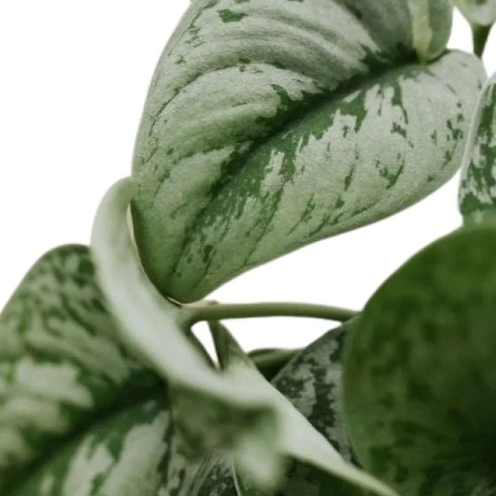 Planta Curgatoare (Scindapsus) Pictus Trebie - 50 cm