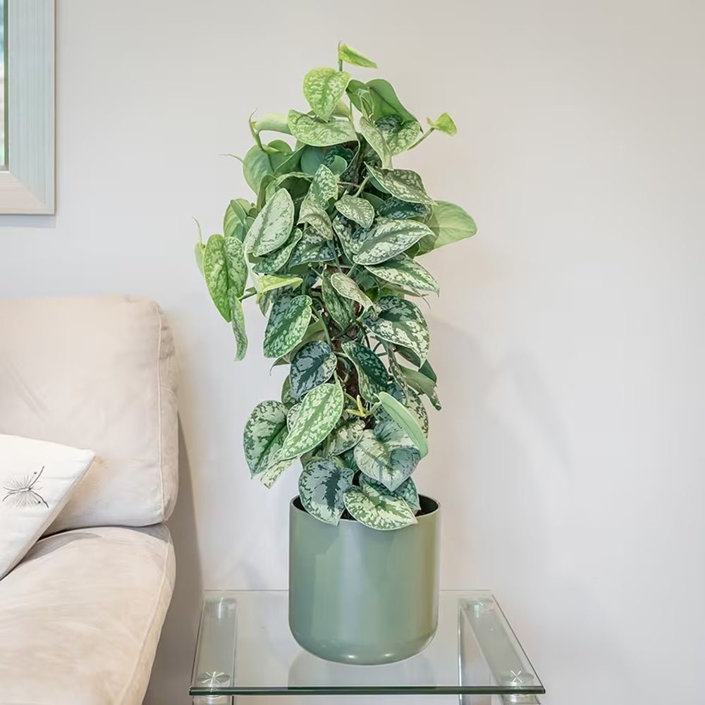 Planta Curgatoare (Scindapsus) Pictus Trebie (Cu Suport) - 150 cm