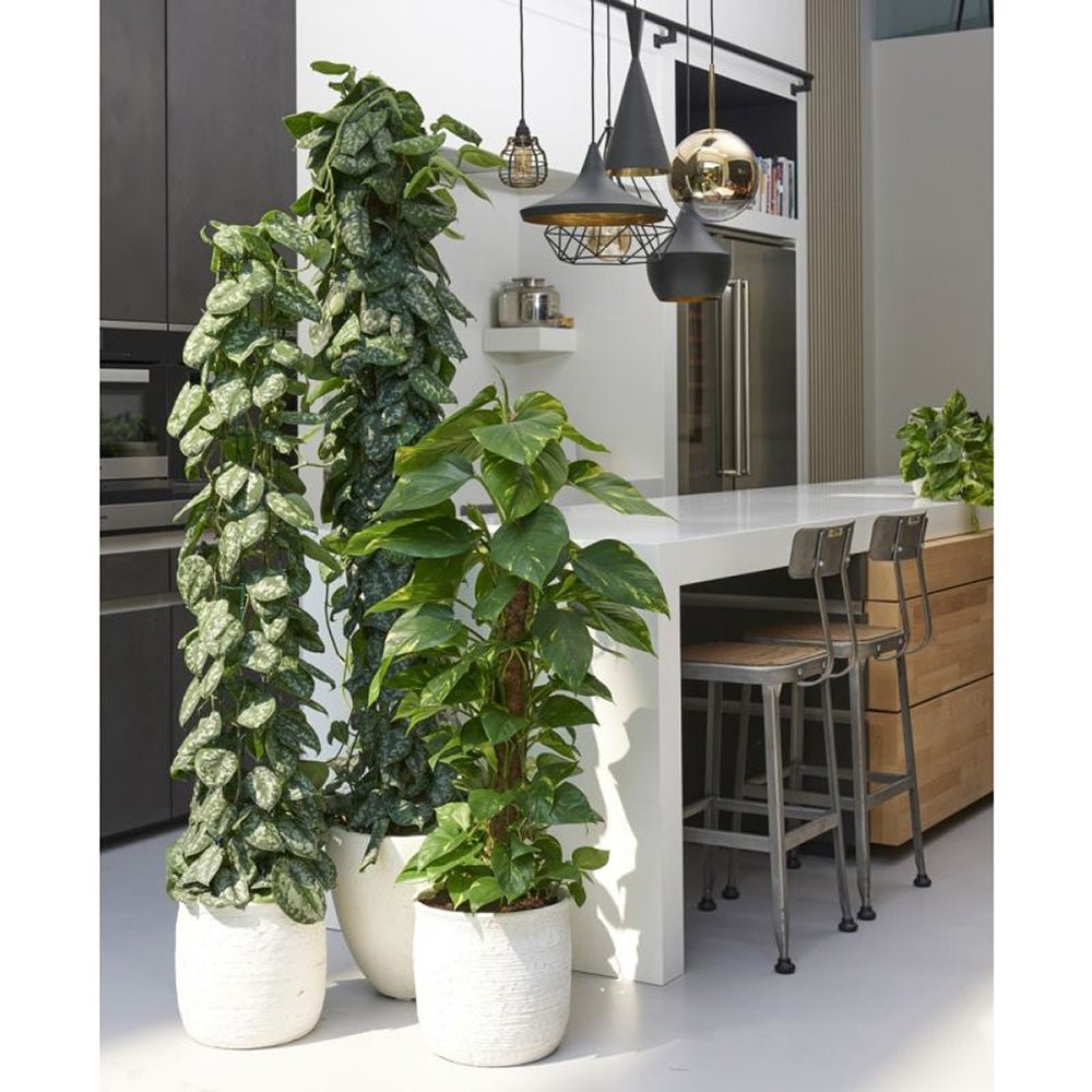 Planta Curgatoare (Scindapsus) Pictus Trebie (Cu Suport) - 150 cm