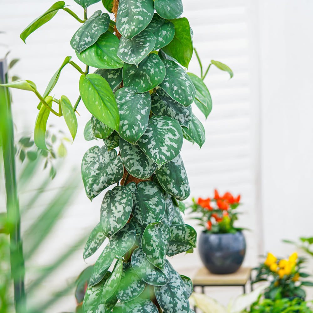 Planta Curgatoare (Scindapsus) Pictus Trebie (Cu Suport) - 150 cm