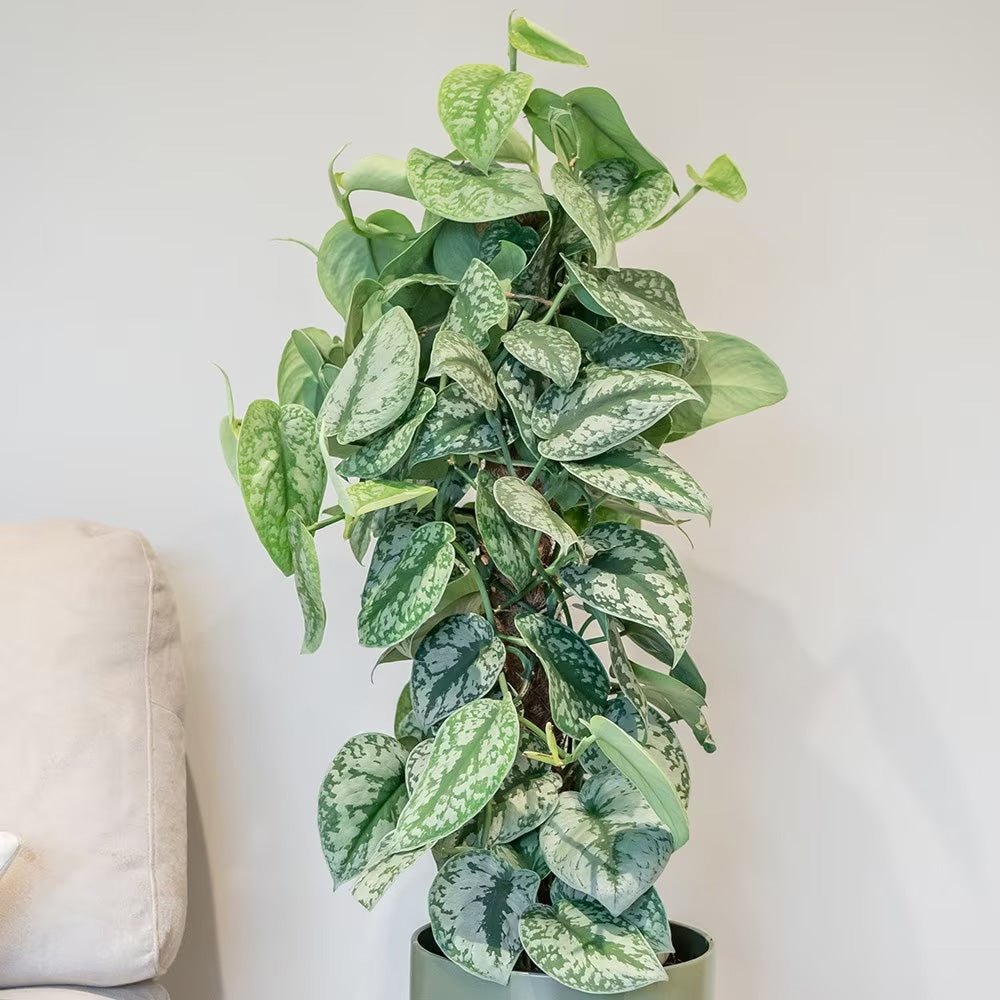 Planta Curgatoare (Scindapsus) Pictus Trebie (Cu Suport) - 150 cm